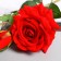 Artificial flowers "rose decay" 66 cm, red