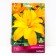 Lilia Asian terry Skubidu, 14/16 rr, 2 pcs. 90 h (cm), autumn 2024