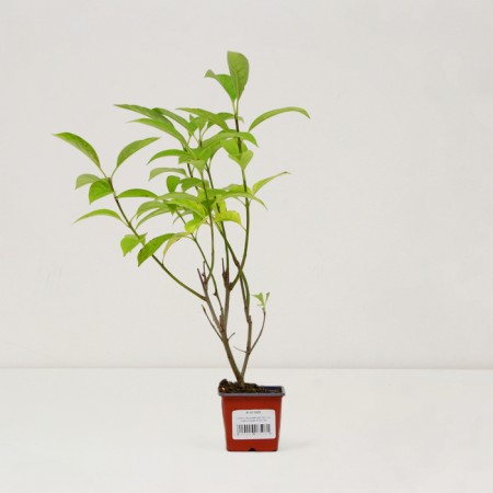 Sahenian Ordinary Lilac "Agnes Smith", P9 pot, summer 2024-2