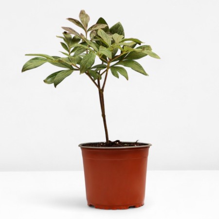 PION DARKEN -flowered Red Charm, pot C3, 1 pc, summer 2024-1
