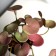 Bonsai in the pot "Peperomy of Ultra" (soft sheet) 9x6 cm, mix