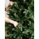 Artificial spruce Green Trees "Grazio", premium, 180 cm