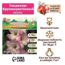 Гладиолус Крупноцветковый "Хеопс", р-р 8/10, 7 шт,