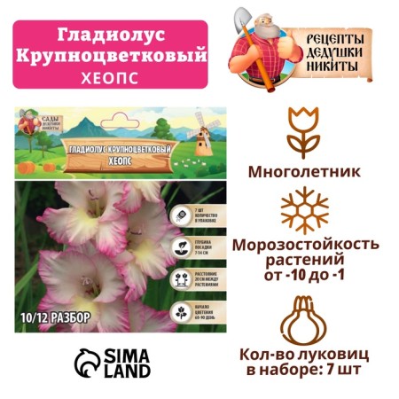Gladiolus Large-flowered "Heops", rr 8/10, 7 pcs,