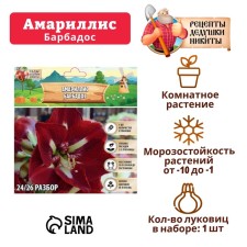 Amarillis 