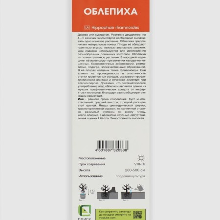 Sea buckthorn "Inya", 1 pc, tube, spring 2025-1