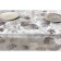 Milestock Transparent Star "Morna", 140 cm, 30 pp, 519/101