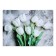 Picture on canvas "White Tulips" 50*70 cm
