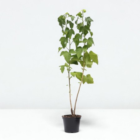 Currant Black Titania, C2 pot, 1 pc, summer 2024-1