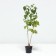 Currant Black Titania, C2 pot, 1 pc, summer 2024