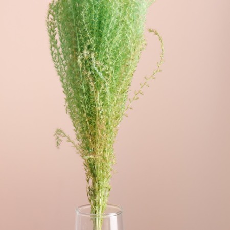 Set of dried flowers "Miscantus", banch 3-5 pcs, length 60 (+/- 6 cm), green-1