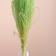 Set of dried flowers "Miscantus", banch 3-5 pcs, length 60 (+/- 6 cm), green