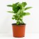Hydrangea large-leaf Masya, C3 pot, H10-50 height, 1 pc, summer 2024