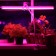 LED LED LED Ritter, T5, 10W, 572 mm, IP20, in a clothespin, red-blue spectrum