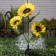 Garden lamp on the sunny battery "Sunflower", 70 cm, 30 LED, glow warm white