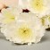 Artificial flowers "Bogonia White" 60 cm, white