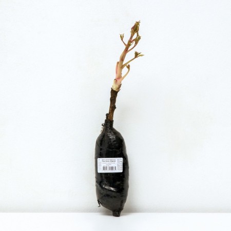 Pion tree pion (vaccinated for grassy) "Lantian Jay", 1 pc, tube, spring 2025-2