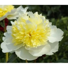 PION Milk -flowered Hani Gold, pot C3, 1 pc, summer 2024