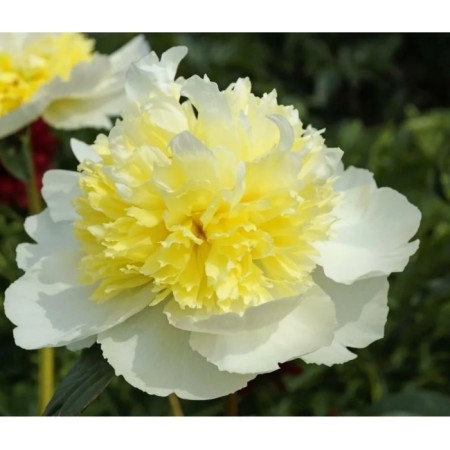 PION Milk -flowered Hani Gold, pot C3, 1 pc, summer 2024