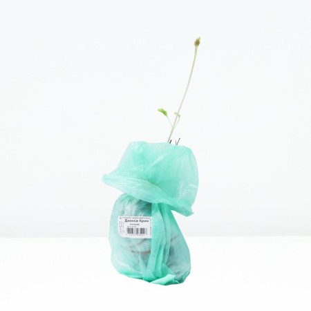 Clematis large -flowered "Jensi Crim", tube, 1 pc, spring 2025-2