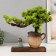 Souvenir tree, porcelain "Little monk under a tree" 31.2x4.5x7.8 cm