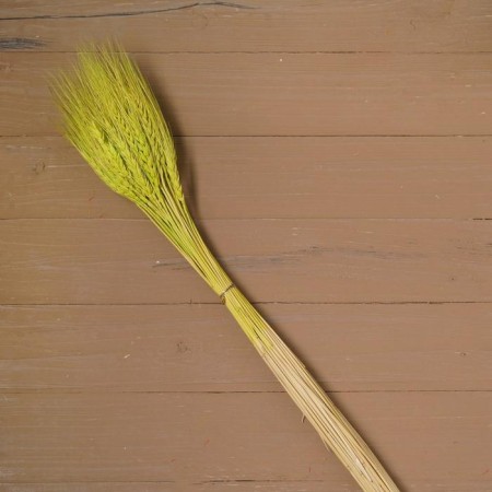 Dry Colossus of wheat, set 50 pcs., Yellow color-3