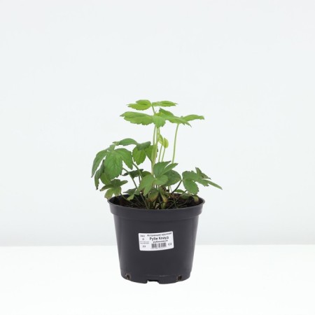 Astrality Large Ruby Claud, C2 pot, 1 pc, summer 2024-2