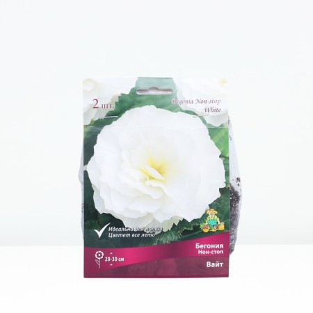 Begonia non-stop White, rr 4/5, 2 pcs, spring 2024