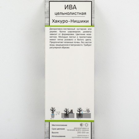 Ivas whole-leaved "Hakuro-Nishiki", 1 pc, tube, spring 2025-1