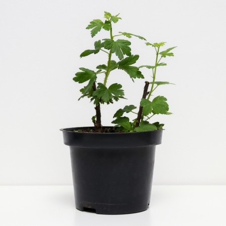 Gooseberries are black, s2 pot, n20-40 height, 1 pc, summer 2024-1