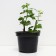 Gooseberries are black, s2 pot, n20-40 height, 1 pc, summer 2024