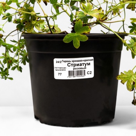 Geranium blood-red striatum, C2 pot, 1 pc, summer 2024-2
