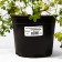 Geranium blood-red striatum, C2 pot, 1 pc, summer 2024