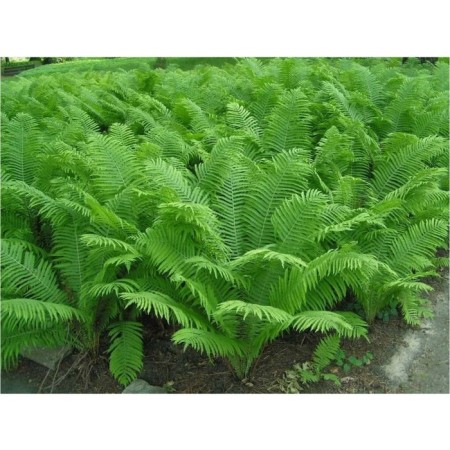 OSTRICE ordinary, pot C2, 1 pc, summer 2024