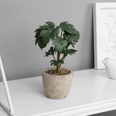 Bonsai in a pot of "Rafidophore Elite" (soft sheet) 14x6 cm, mix