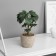 Bonsai in a pot of "Rafidophore Elite" (soft sheet) 14x6 cm, mix