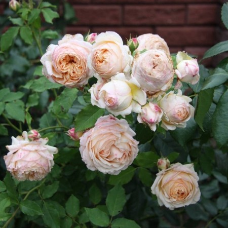 Seedling rose "Charles de Nervo", tube, spring 2025