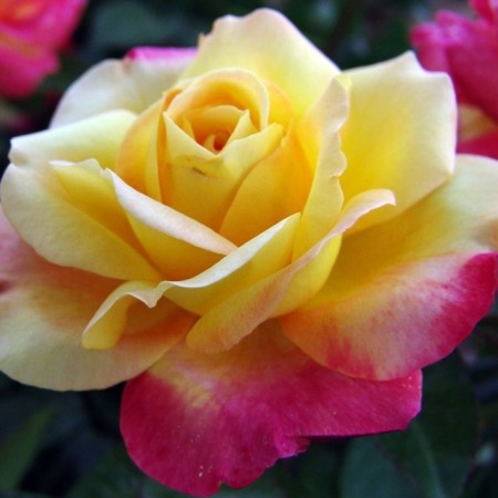Seedling rose "East Express", tube, spring 2025