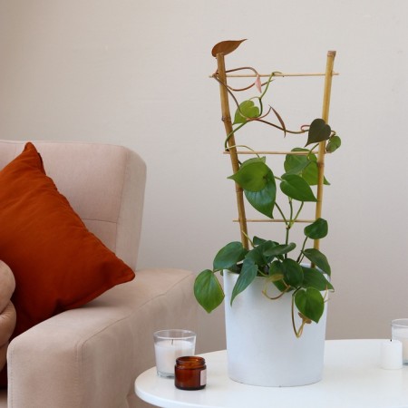 Shpalera, 85 × 31 × 1 cm, bamboo, "single", Greengo-4