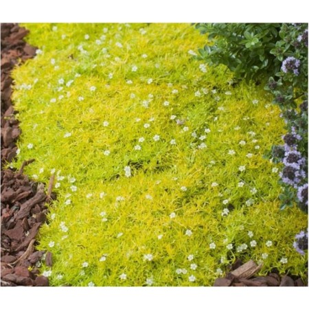 Mshanka Shilleid Aurea (Lime Moss), P9 Pot, 1 pc, summer 2024