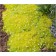 Mshanka Shilleid Aurea (Lime Moss), P9 Pot, 1 pc, summer 2024