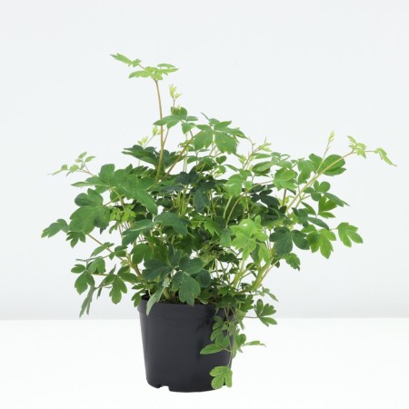 The discount is magnificent, C3 pot, 1 pc, summer 2024-1