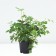 The discount is magnificent, C3 pot, 1 pc, summer 2024