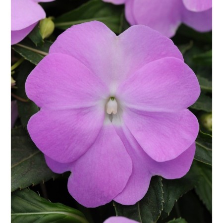 Flower seeds Balzamin Hoker Divine Blue Perol 100 pcs