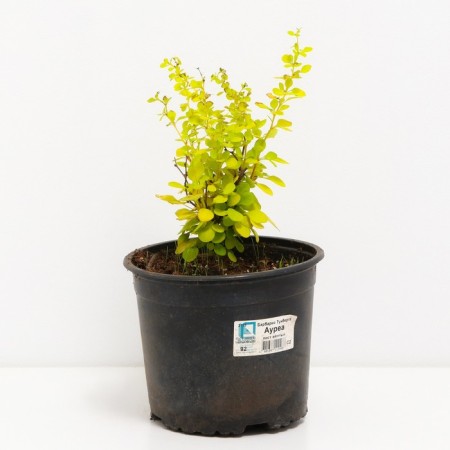 Barberry Tunberg Aurea, C2 pot, H10-50 height, 1 pc, summer 2024-1