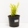 Barberry Tunberg Aurea, C2 pot, H10-50 height, 1 pc, summer 2024