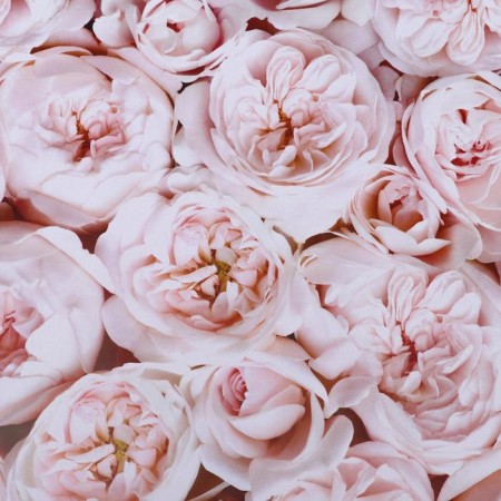 Glossy paper bilateral "peonies", 0.5 x 0.7 m-2
