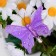 Decor at the clothespin "Butterfly", mix, 6.5 cm