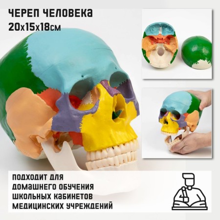 Mett "Skull of a Human" color, 20*15*18cm