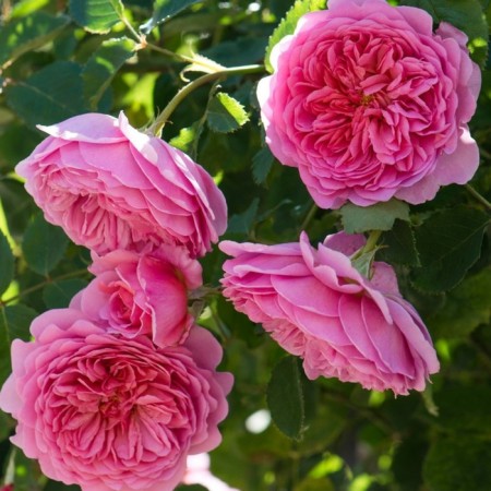 Seedling rose Princess Alexander of Kent, English, pot 2 l., Summer 2024
